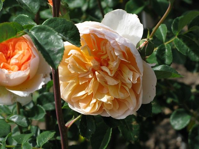  photo PortSunlightatfiloliIMG_09618sh91p_zps5e3865fe.jpg